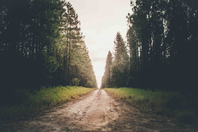 Toolara State Forest