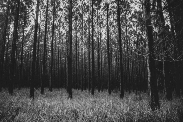 Il bosco oscuro